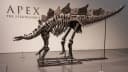 Dinosaur skeleton fetches record $44.6m at auction-img-1048