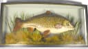 Legendary carp predicted to fetch £35k at auction-img-970